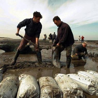 An archaeologist on a wet, sandy beach shovelling sand while another holds open a bag for the sand to go into. There are filled sandbags stacked up in front of them.