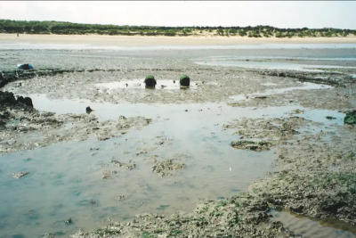 Holme beach. Two timbers are sticking out of the sand in the near-distance.